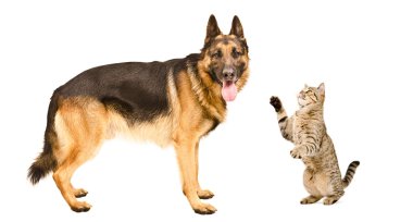 Alman çoban köpeği ve oyun oynayan kedi İskoç düz