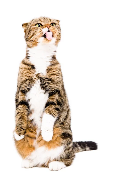 Śmieszny kot szkocki Fold Wyświetlono język — Zdjęcie stockowe