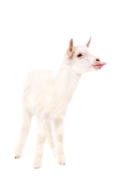 White little goat showing tongue — Stock Photo, Image