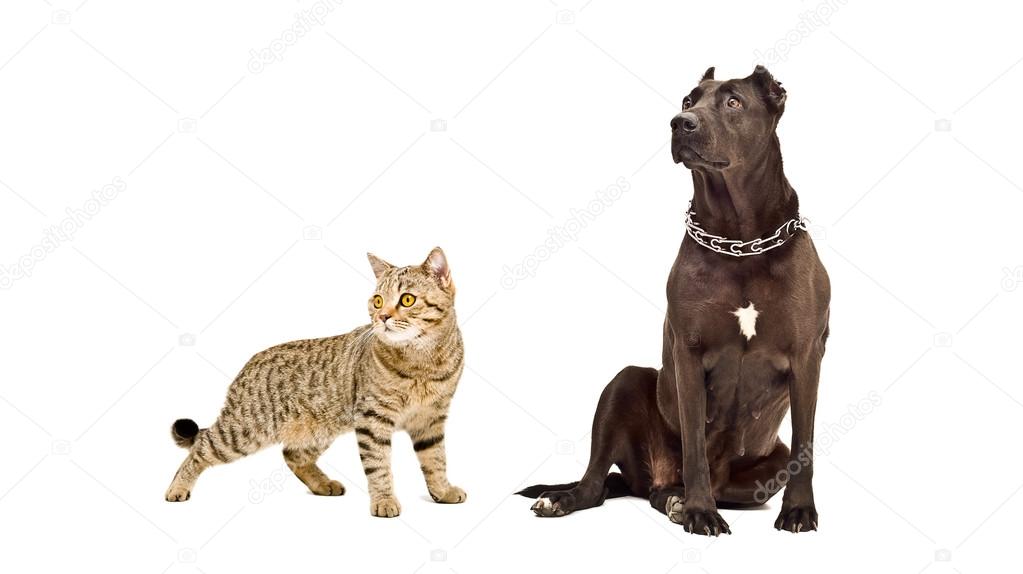 Dog breed Staffordshire Terrier and cat Scottish Straight together
