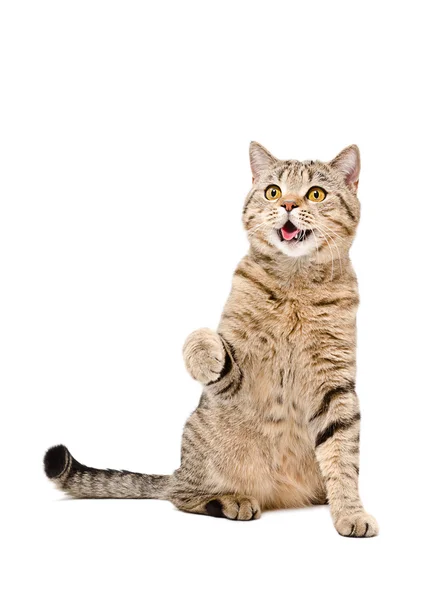 Portrait of a cute playful cat Scottish Straight — Stock Photo, Image