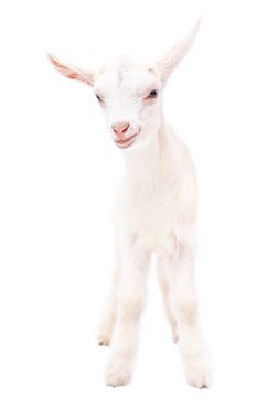 Beyaz küçük keçi portresi