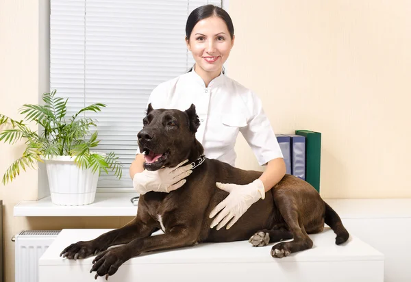 Hunderasse Staffordshire Terrier beim Tierarzt — Stockfoto