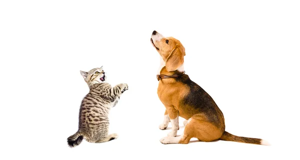 Curious Beagle dog and playful kitten Scottish Straight together Stock Photo