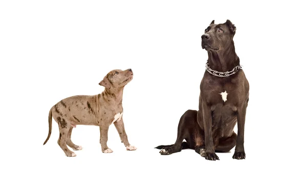 Ενήλικο σκυλί και κουτάβι πίτμπουλ μαζί — Φωτογραφία Αρχείου