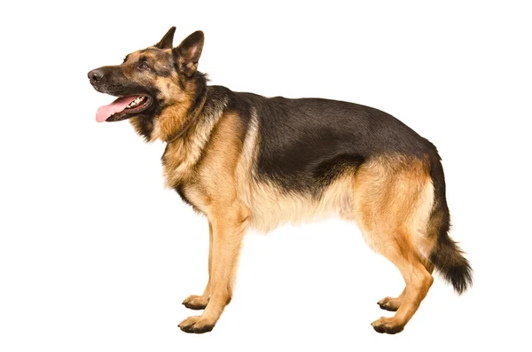 Deutscher Schäferhund — Stockfoto