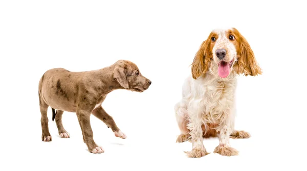 Honden samen spelen — Stockfoto