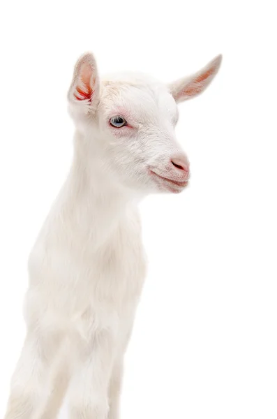 Retrato de uma pequena cabra branca — Fotografia de Stock