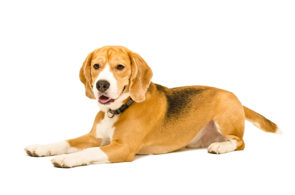 Portret van een beagle dog — Stockfoto