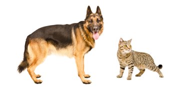 Alman çoban köpeği ve kedi İskoç düz ayakta birlikte