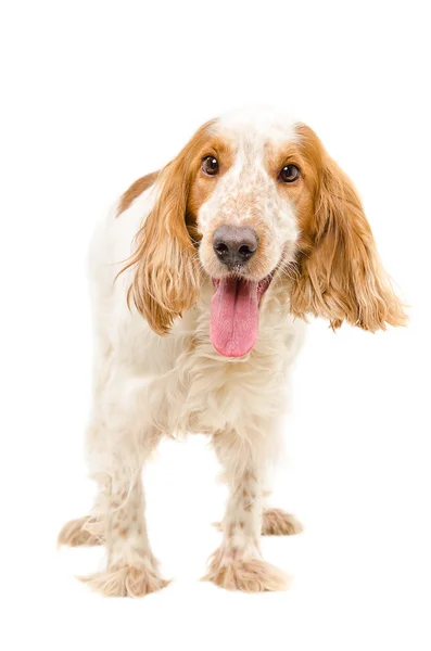 Портрет собаки породи Російський спанієль — стокове фото