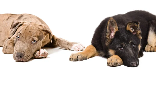 Dois cachorros deitados juntos — Fotografia de Stock