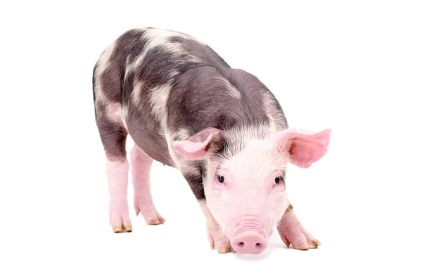 Kleines süßes Schwein — Stockfoto