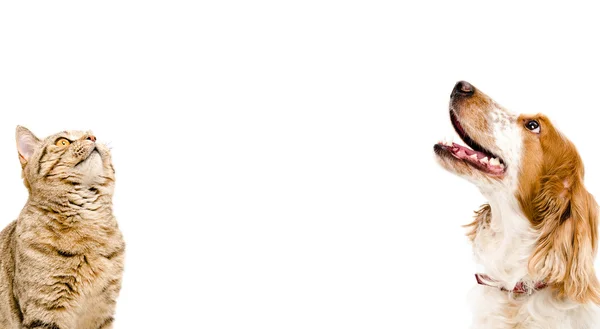 Portre İskoç düz bir kedi ve köpek Rus Spaniel