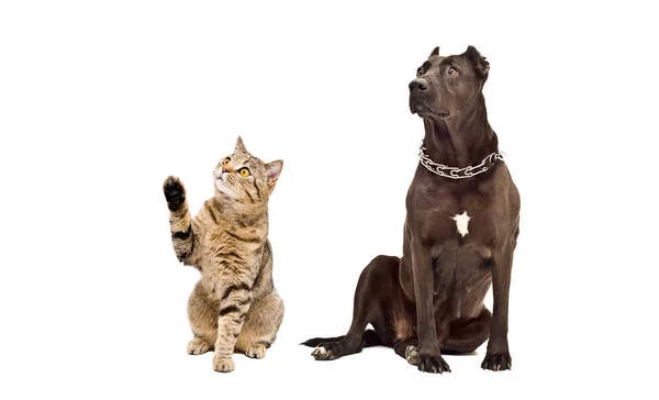 Raça cão Staffordshire Terrier e brincalhão gato escocês Hetero — Fotografia de Stock