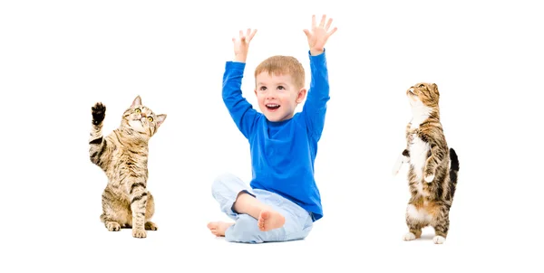 Happy boy and two cats together — Stock Photo, Image