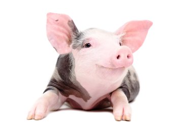 Portrait of the funny little pig clipart
