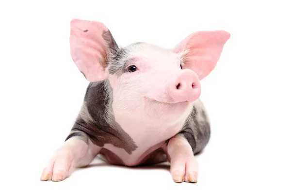 Cute pig Stock Photos, Royalty Free Cute pig Images | Depositphotos