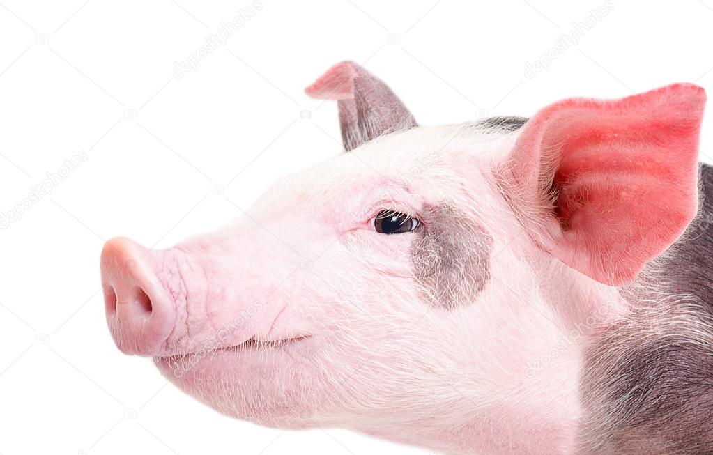 Portrait of a pig in a profile closeup