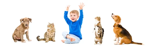 Grupo de mascotas y niño alegre —  Fotos de Stock