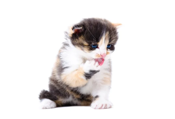 Tricolor gatinho lambendo sua pata — Fotografia de Stock