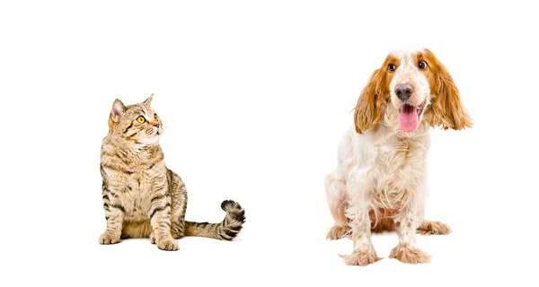 Russian Spaniel and cat Scottish Straight — Stock Photo, Image