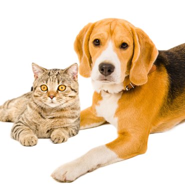 Beagle ve kedi İskoç düz birlikte portre