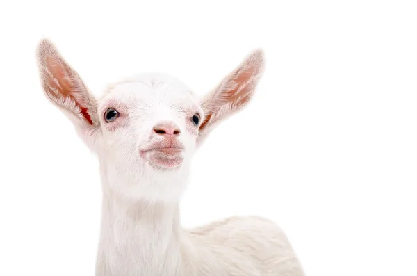 Retrato de uma pequena cabra branca olhando para cima — Fotografia de Stock