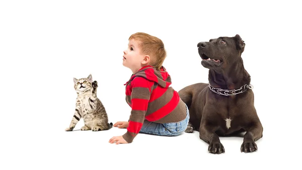 Nyfiken pojke, en hund och en kattunge — Stockfoto
