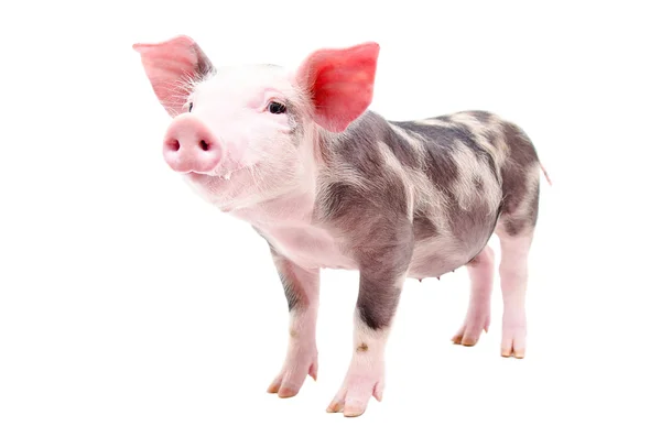 有趣的小猪 — 图库照片