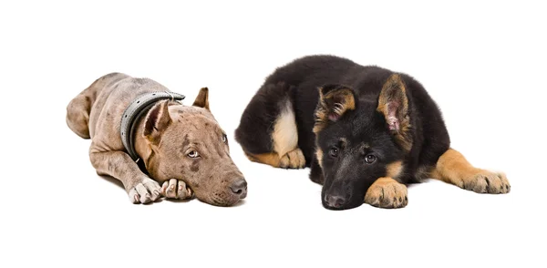 Puppies pit bull and German Shepherd — Stock Photo, Image