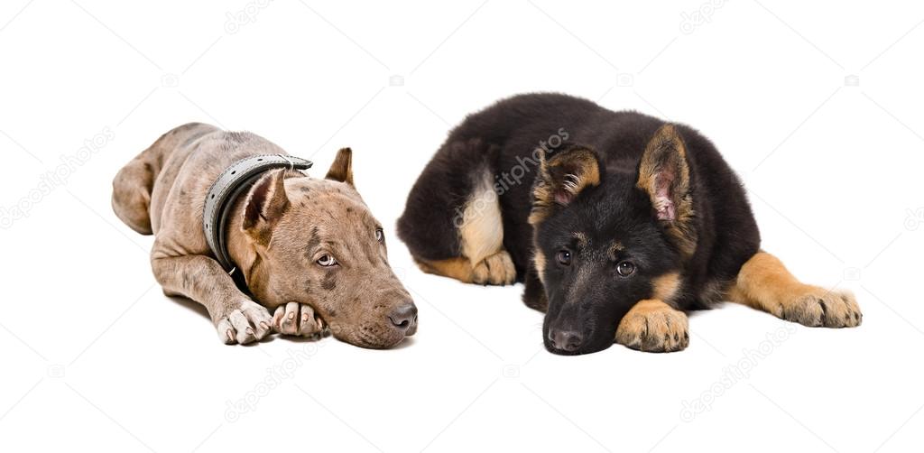 Puppies pit bull and German Shepherd