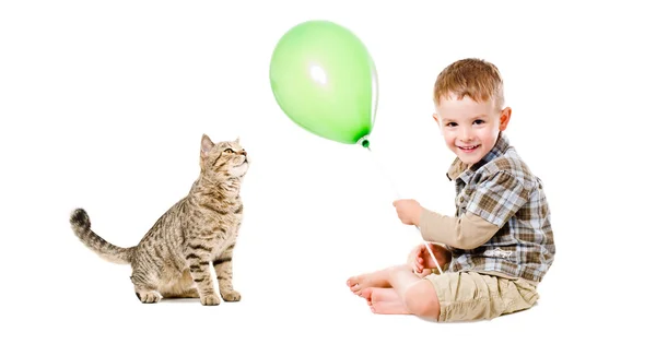 Любопытный кот шотландский прямой и веселый мальчик — стоковое фото