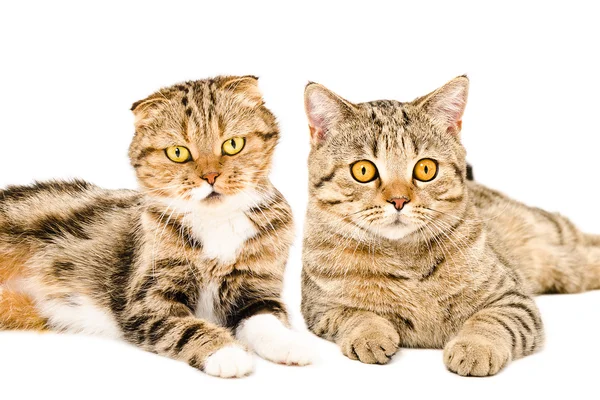 Portrait of Scottish Fold and Scottish Straight cats — Stock Photo, Image