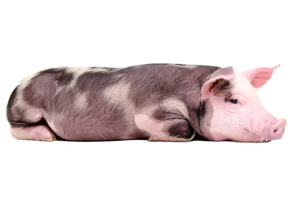 Ładny świnka leżącego na białym tle — Zdjęcie stockowe