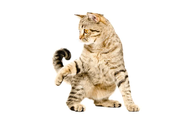 Zabawny figlarny kot szkocki prosto — Zdjęcie stockowe