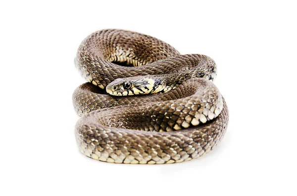 Serpente deitado isolado no fundo branco — Fotografia de Stock