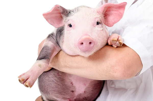 Porträt eines süßen Schweinchens auf Händen beim Tierarzt — Stockfoto