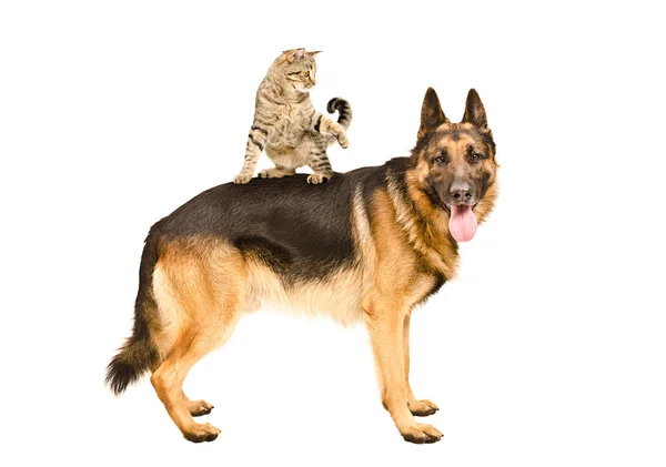 Verspielte Katze schottisch gerade stehend auf Schäferhund — Stockfoto