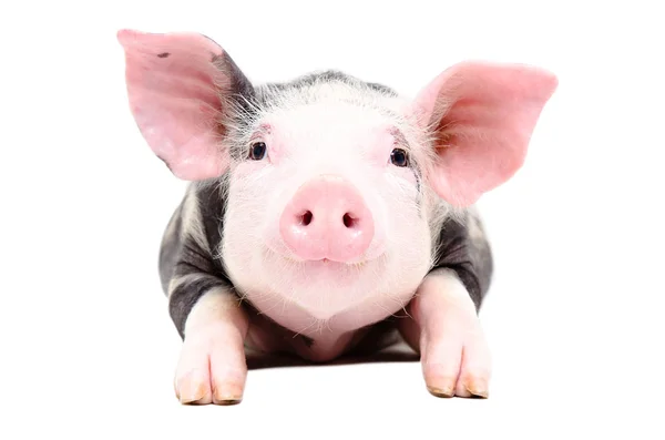 Portret ładny świnia mała — Zdjęcie stockowe