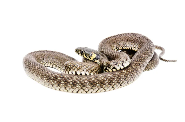 Φίδι απομονωμένο σε λευκό φόντο — Φωτογραφία Αρχείου