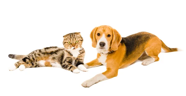 Beagle y gato escocés pliegue acostado juntos — Foto de Stock