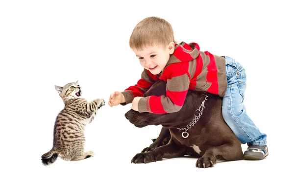Rapaz, cão e gatinho brincando alegremente juntos — Fotografia de Stock