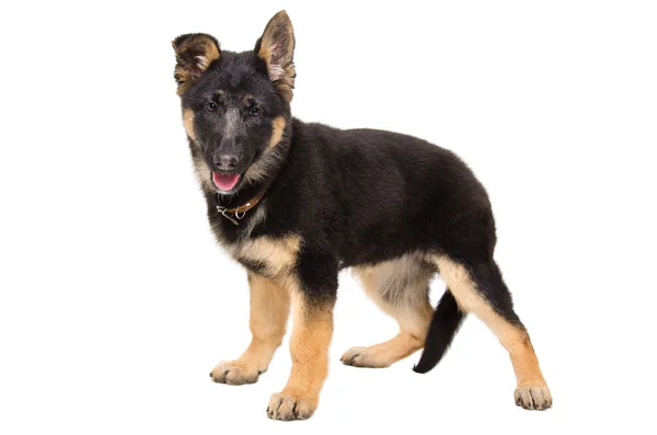 Portrait of a cute puppy German Shepherd standing in full length — Stock Photo, Image