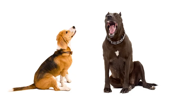 Yawning Staffordshire terrier y beagle —  Fotos de Stock
