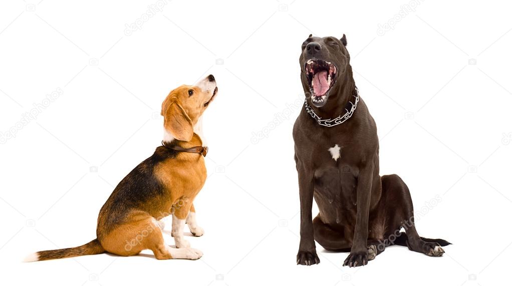 Yawning Staffordshire terrier and beagle