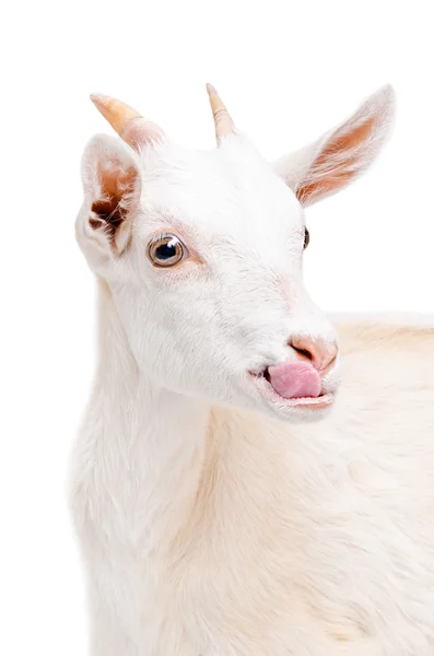 Retrato de una cabra joven blanca mostrando la lengua — Foto de Stock