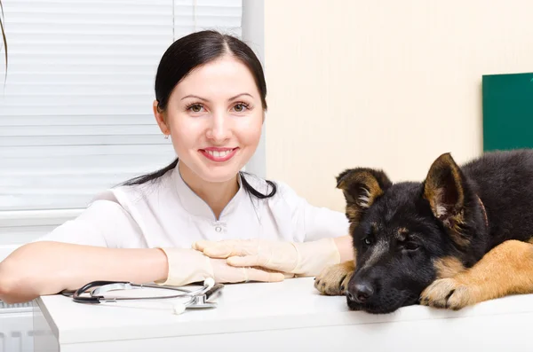 Welpe Deutscher Schäferhund und Tierarzt — Stockfoto