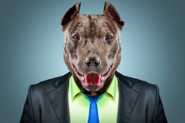 iş takım elbiseli bir pit bull portresi