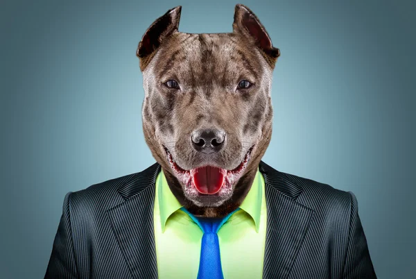 Portrait of a pit bull in a business suit — Stock Photo, Image